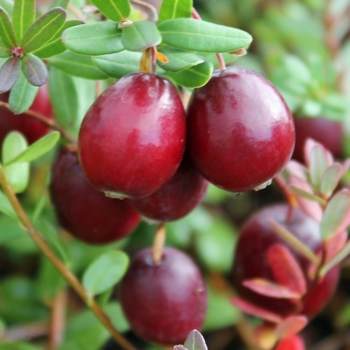 Cranberry 'Langlois'
