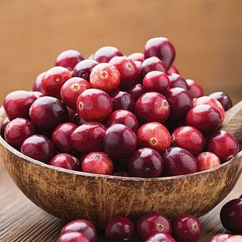 Cranberry 'Pilgrim'