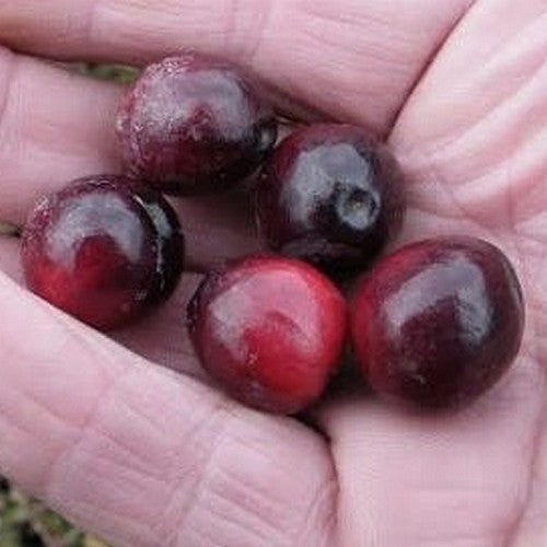 Cranberry 'Pilgrim'