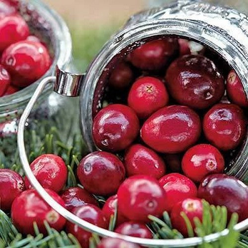 Cranberry 'Stevens'