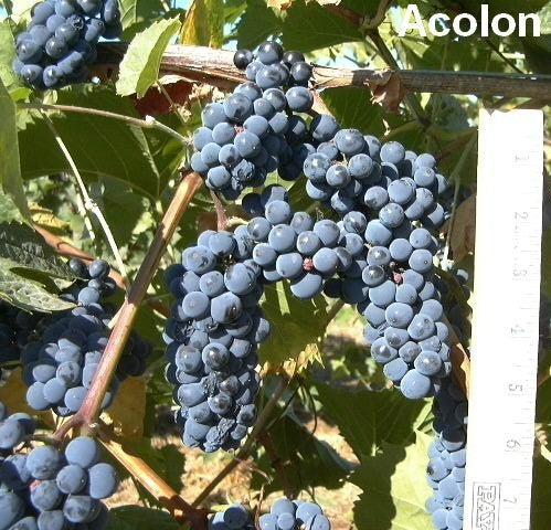 Blauwe Buitendruif 'Acolon'