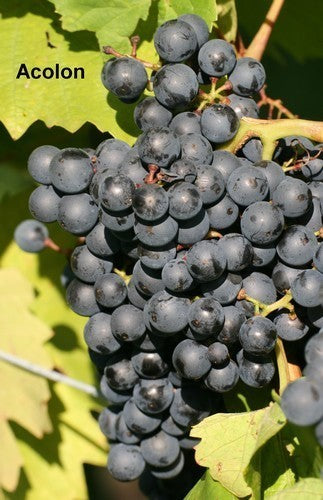 Blauwe Buitendruif 'Acolon'