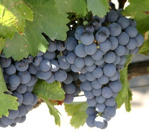 Blauwe Buitendruif 'Agria' / 'VB5-02' / 'Cabernet Jura'