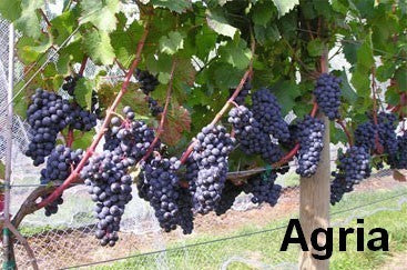 Blauwe Buitendruif 'Agria' / 'VB5-02' / 'Cabernet Jura'
