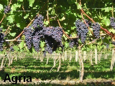Blauwe Buitendruif 'Agria' / 'VB5-02' / 'Cabernet Jura'