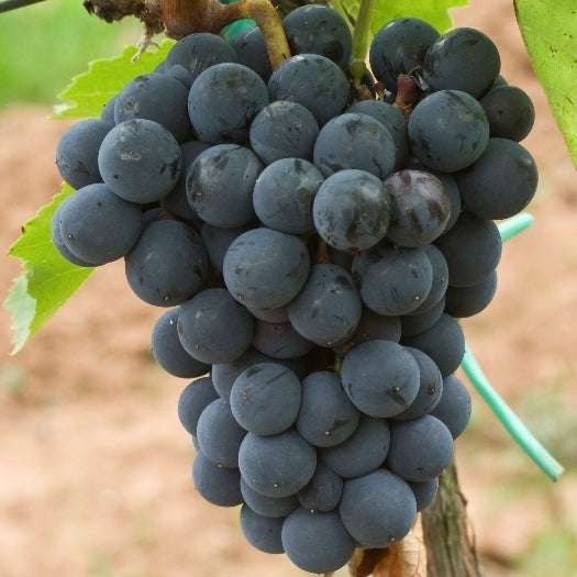 Blauwe Buitendruif 'Bolero'