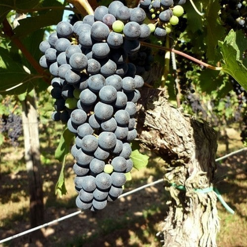Blue Outdoor Grape 'Cabernet Cubin'