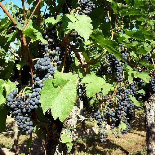 Blue Outdoor Grape 'Cabernet Cubin'