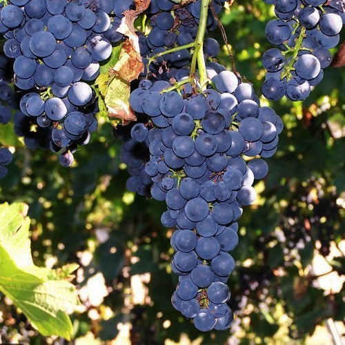 Blauwe Buitendruif 'Cabernet Dorsa'