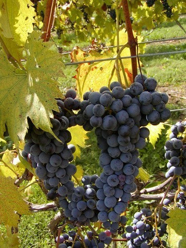 Blauwe Buitendruif 'Chambourcin' / 'Cabernet Cortis'