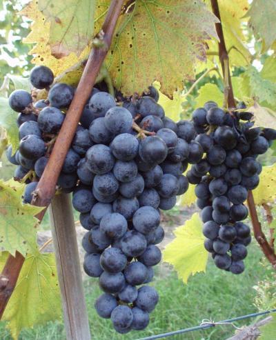 Blauwe Buitendruif 'Chambourcin' / 'Cabernet Cortis'
