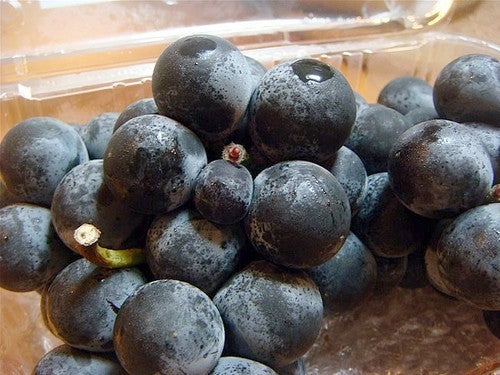 Blauwe Buitendruif 'Dirju Early Campbell' / 'Ontario'