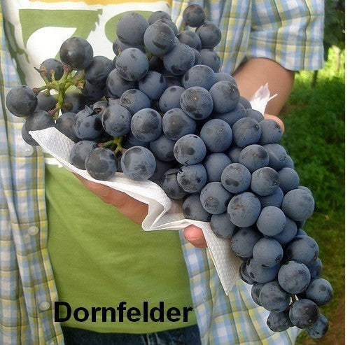 Blauwe Buitendruif 'Dornfelder'