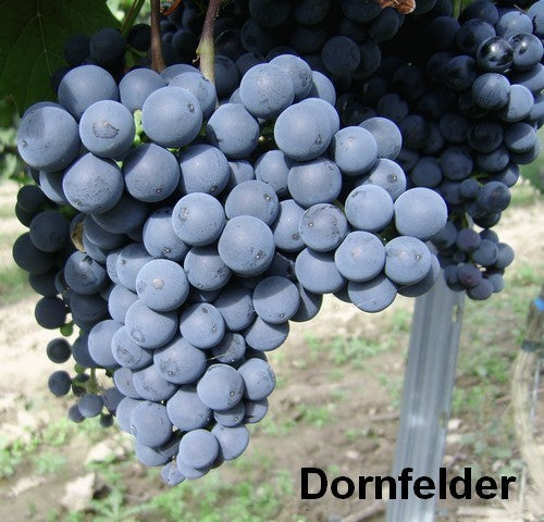 Blauwe Buitendruif 'Dornfelder'