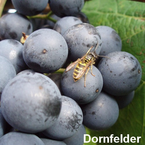 Blauwe Buitendruif 'Dornfelder'