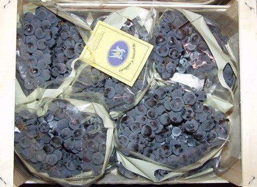 Blue Outdoor Grape 'Isabella' (Strawberry Grape)