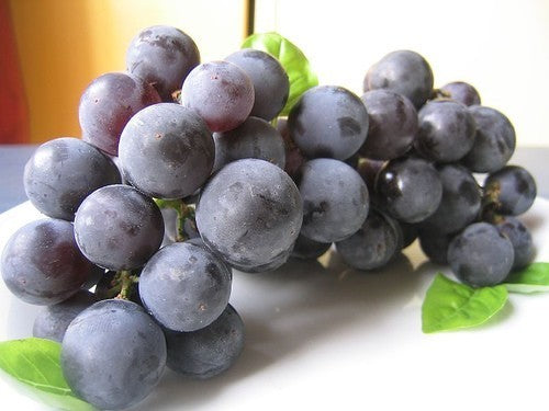 Blue Outdoor Grape 'Isabella' (Strawberry Grape)