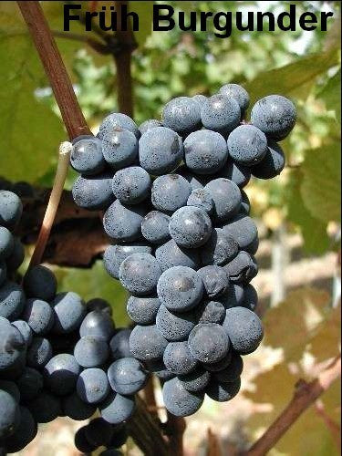 Blauwe Buitendruif 'Früh Burgunder' / 'Blauer Burgunder'