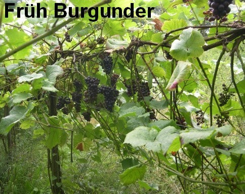 Blauwe Buitendruif 'Früh Burgunder' / 'Blauer Burgunder'