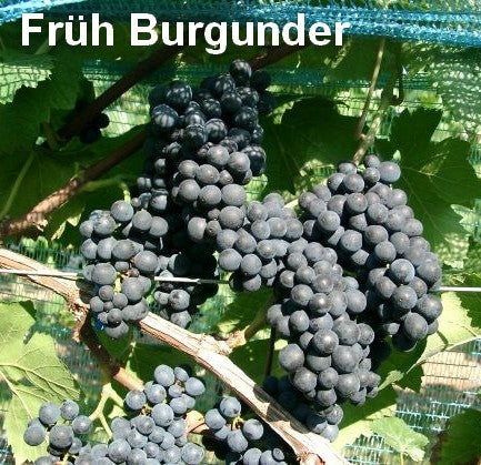 Blauwe Buitendruif 'Früh Burgunder' / 'Blauer Burgunder'