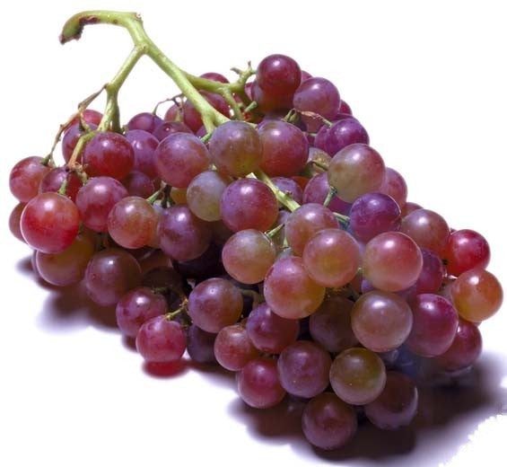 Red Outdoor Grape 'Hegel' / 'Weinsberg S 342'