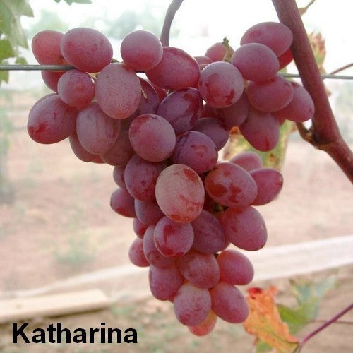 Rode Buitendruif 'Katharina'