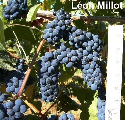 Blauwe Buitendruif 'Léon Millot'