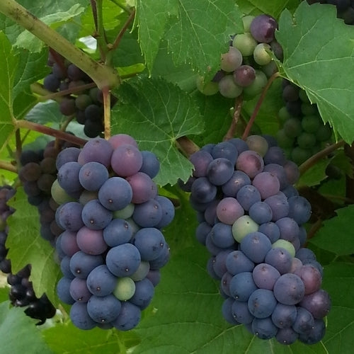 Blauwe Buitendruif 'Léon Millot'