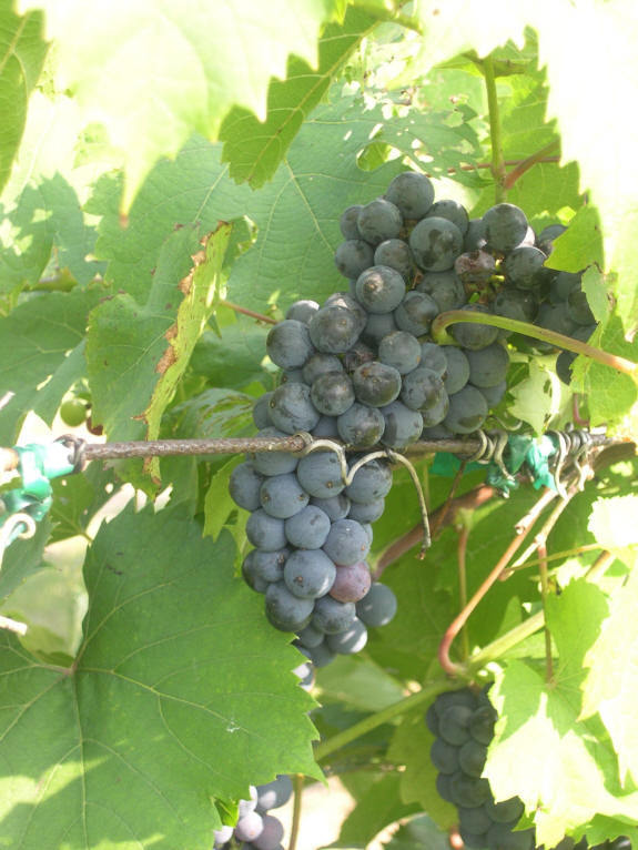 Blauwe Buitendruif 'Marechal Foch' / 'Kuhlmann 188.2'