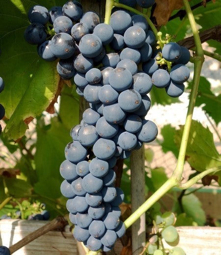 Blauwe Buitendruif 'Mika'