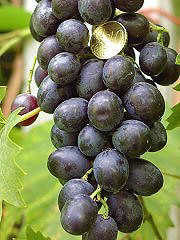Outdoor Grape 'Muscat Blue'