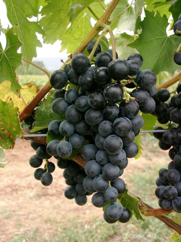 Outdoor Grape 'Muscat Blue'