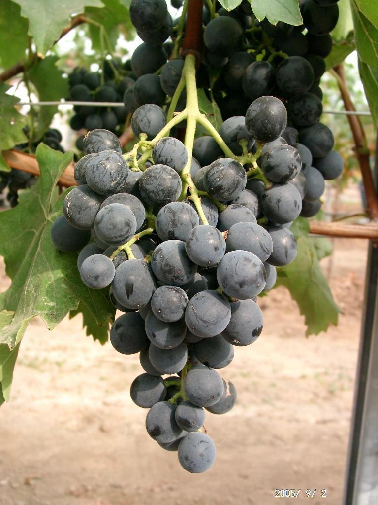 Outdoor Grape 'Muscat Blue'