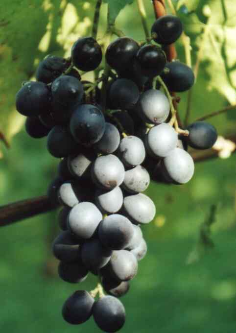 Outdoor Grape 'Muscat Blue'