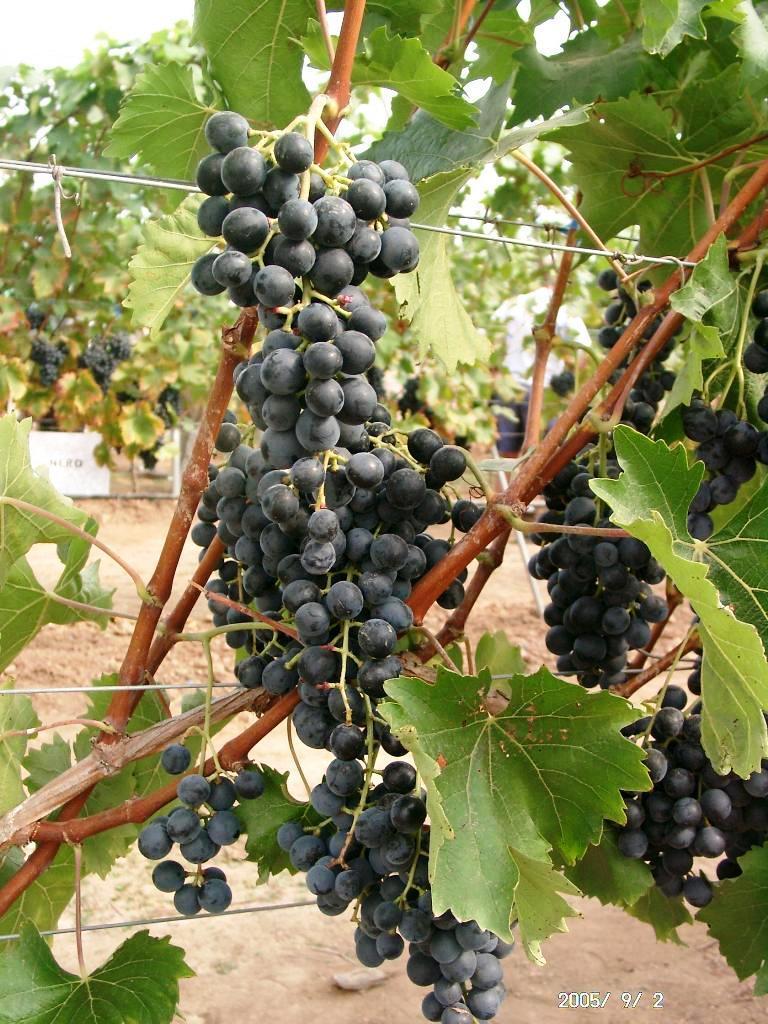 Outdoor Grape 'Muscat Blue'