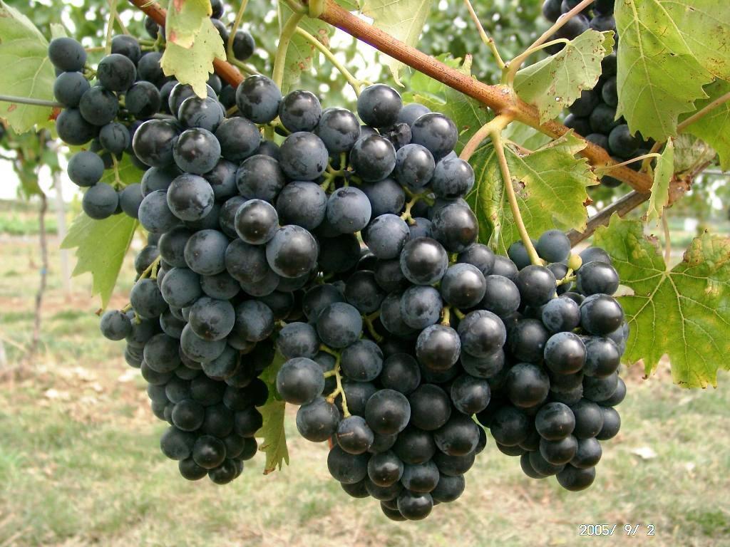 Outdoor Grape 'Muscat Blue'