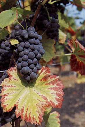 Blauwe Buitendruif 'Nero'