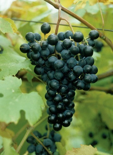 Blauwe Buitendruif 'Nero'