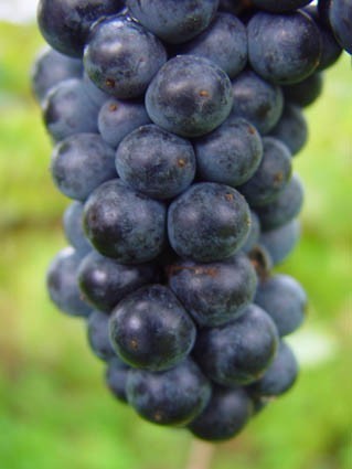 Blauwe Buitendruif 'Oberlin Noir'