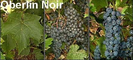 Blauwe Buitendruif 'Oberlin Noir'