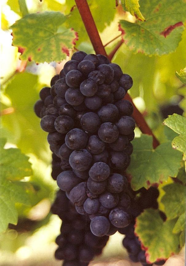 Blauwe Buitendruif 'Pinot Noir' / 'Blauer Burgunder' / 'Spät'
