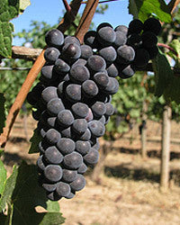 Blauwe Buitendruif 'Pinot Noir' / 'Blauer Burgunder' / 'Spät'