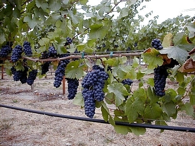 Blauwe Buitendruif 'Pinot Noir' / 'Blauer Burgunder' / 'Spät'