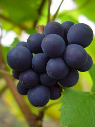 Blauwe Buitendruif 'Pinot Noir' / 'Blauer Burgunder' / 'Spät'