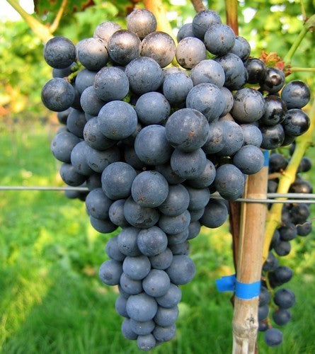 Blauwe Buitendruif 'Pinotin'