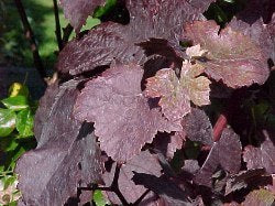 Blauwe Buitendruif 'Purpurea'