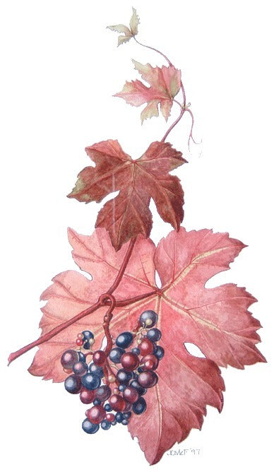 Blauwe Buitendruif 'Purpurea'