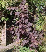 Blauwe Buitendruif 'Purpurea'