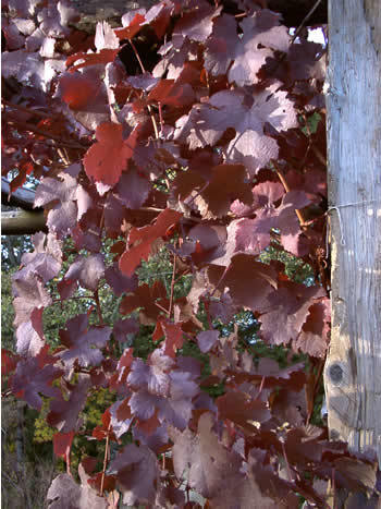 Blauwe Buitendruif 'Purpurea'