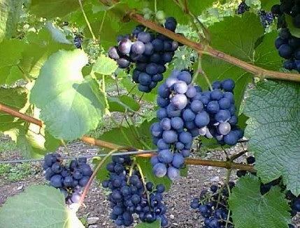 Blue Outdoor Grape 'Rondo' / 'Golubok'